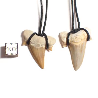Dent de Requin - Pendentif Fossile