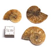 Ammonite paires de tranches - fossiles