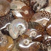 Ammonite Nacrées entières - fossiles