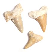 Dent de Requin - fossile