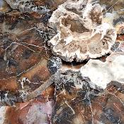 Bois Fossile de Madagascar - pierre brute