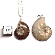 Ammonite Nacrée entière - Pendentif pierre brute