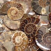 Ammonite paires de tranches - fossiles