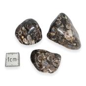 Agate Fossile ou Turritelle - pierre roulée